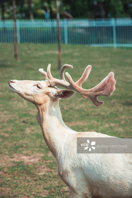 野外一只鹿的特写镜头图片素材