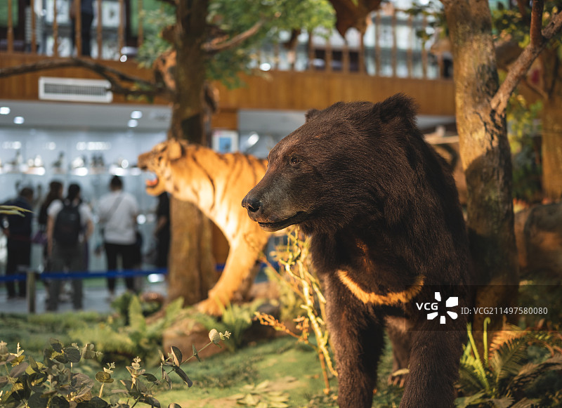 自然博物馆图片素材