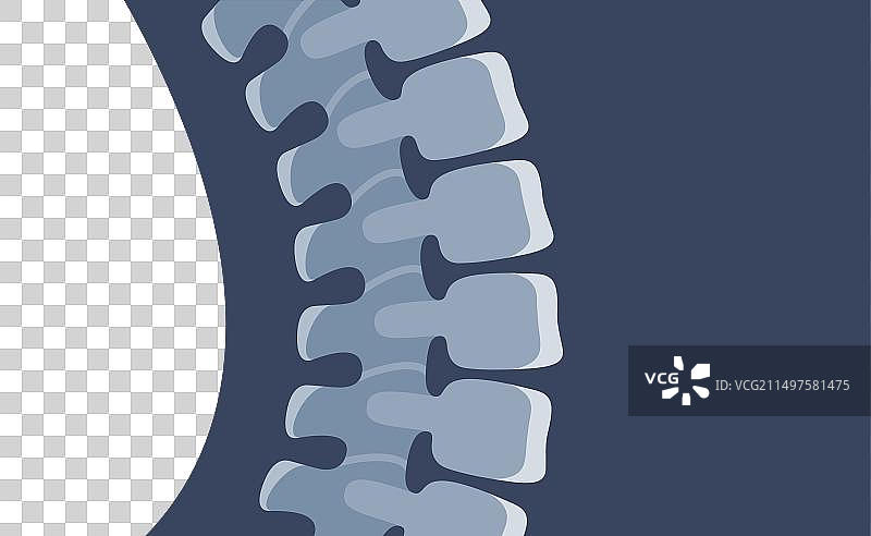 人类脊柱X光解剖卡通骨骼图像图片素材