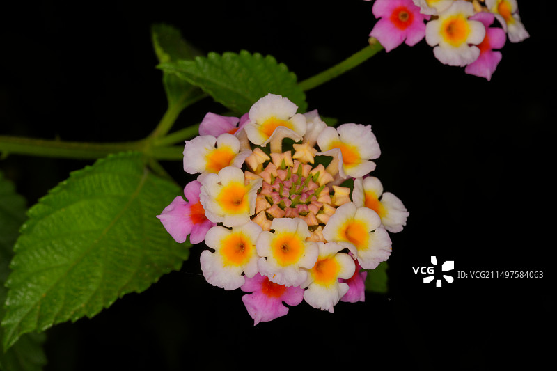 黑色背景下的马缨丹图片素材