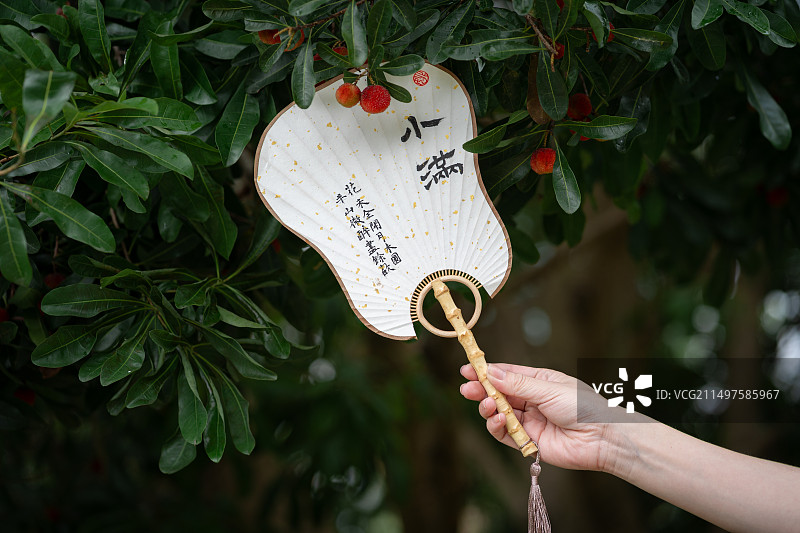 杨梅树下手执中式小满团扇图片素材