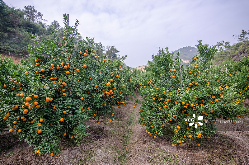 果园里成熟的柑橘正在等待采收图片素材