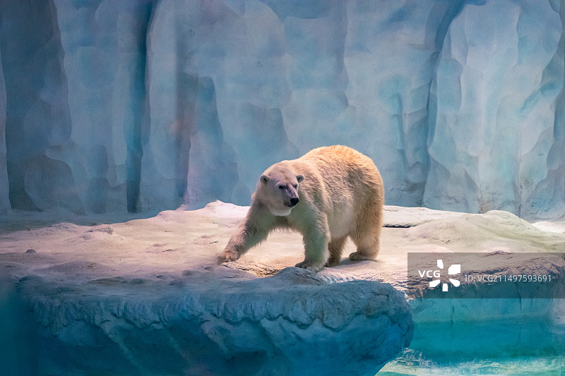广东珠海长隆北极熊馆图片素材