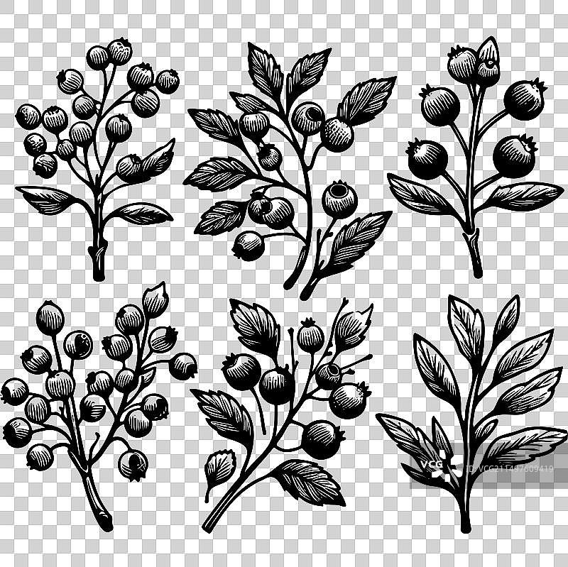 几棵桉树的树冠图片素材