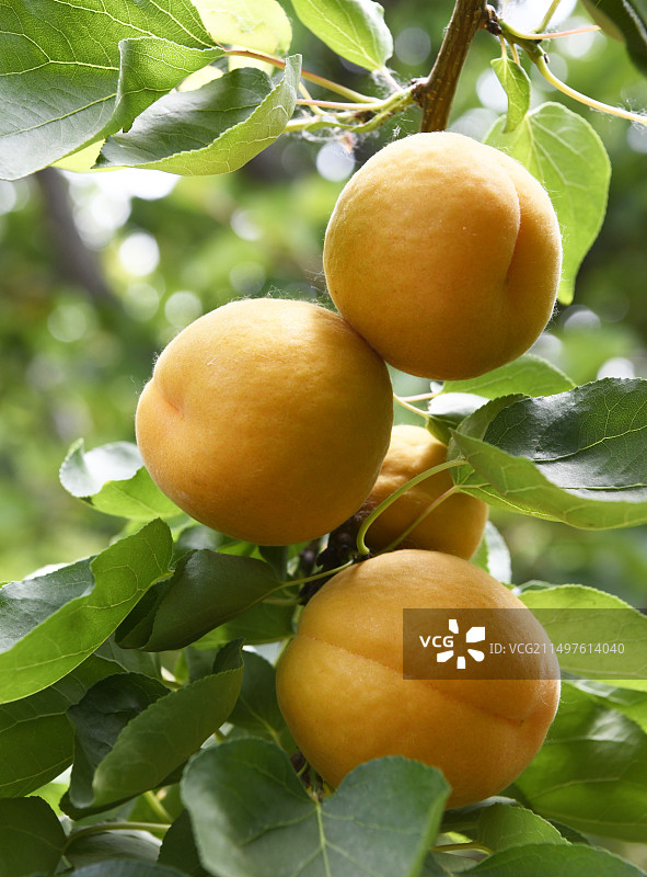 山东枣庄万亩杏园成熟的果实挂满枝头图片素材