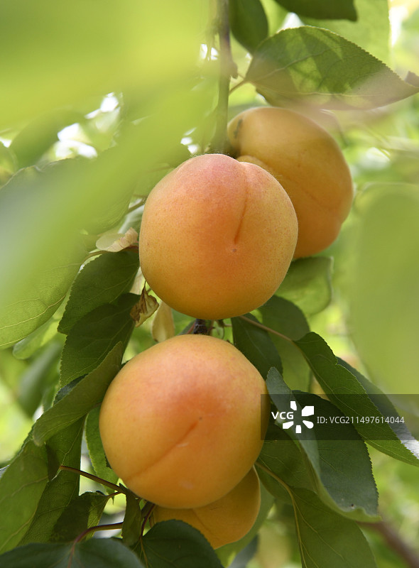 山东枣庄万亩杏园成熟的果实挂满枝头图片素材