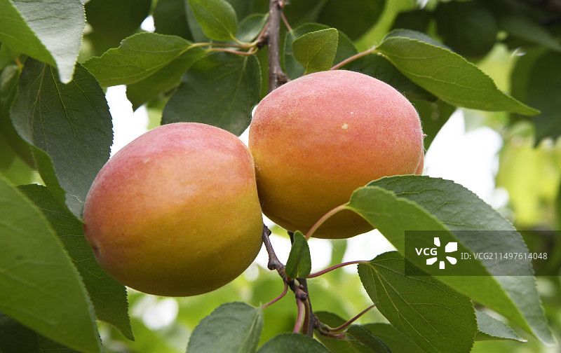 山东枣庄万亩杏园成熟的果实挂满枝头图片素材