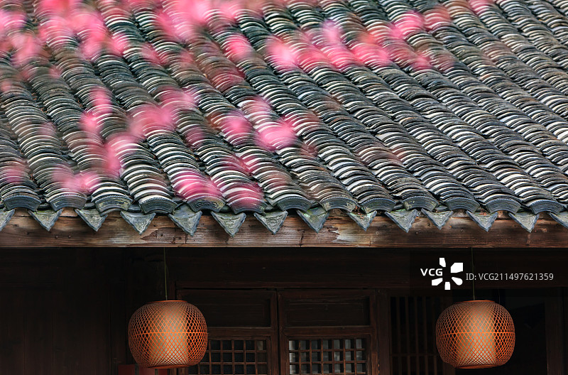 传统屋檐与梅花图片素材