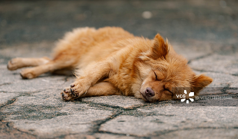 惬意的小黄狗图片素材