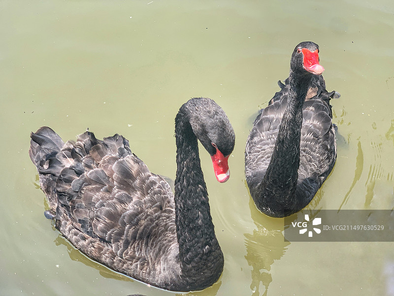 黑天鹅        一对黑天鹅在湖面上优雅地游弋，宛如神秘的女神，在静谧的湖面上留下美丽的倩影。图片素材