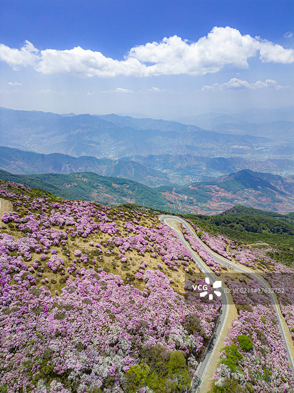 航拍龙肘山杜鹃花海图片素材