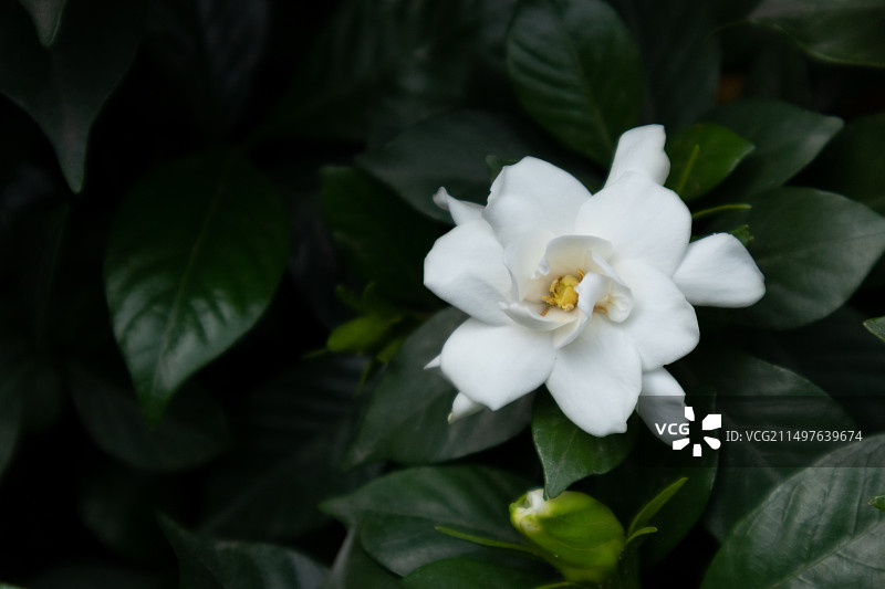 五月立夏小满时节夏天盛开的白色栀子花特写图片素材