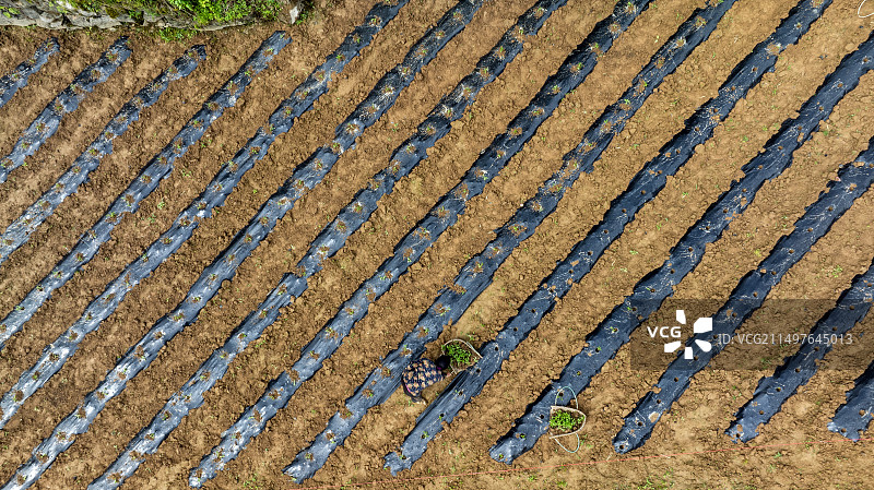 湖北恩施板桥镇大山顶村的一位农民正在移栽蔬菜苗图片素材