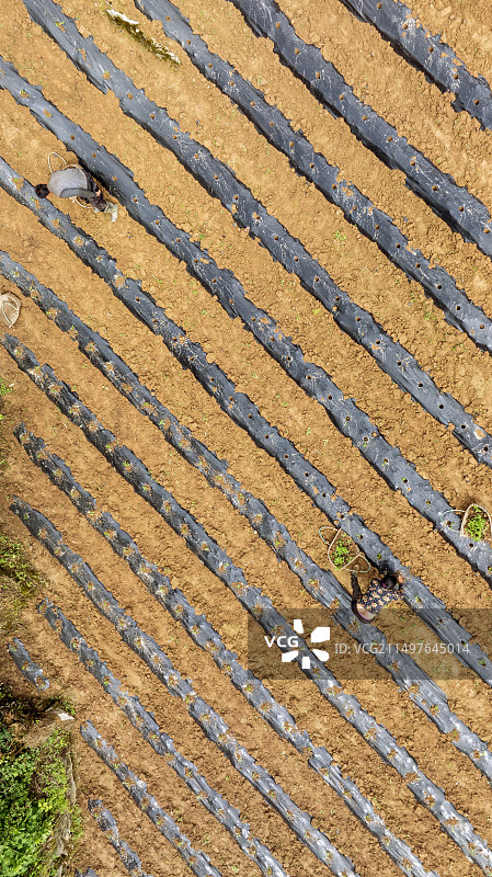 湖北恩施板桥镇大山顶村的一位农民正在移栽蔬菜苗图片素材