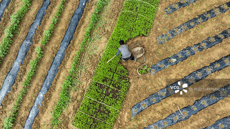 湖北恩施板桥镇大山顶村的一位农民正在移栽蔬菜苗图片素材