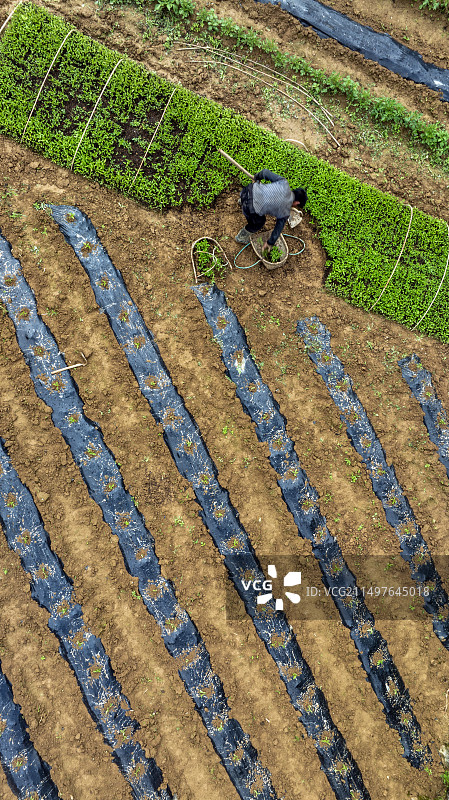 湖北恩施板桥镇大山顶村的一位农民正在移栽蔬菜苗图片素材