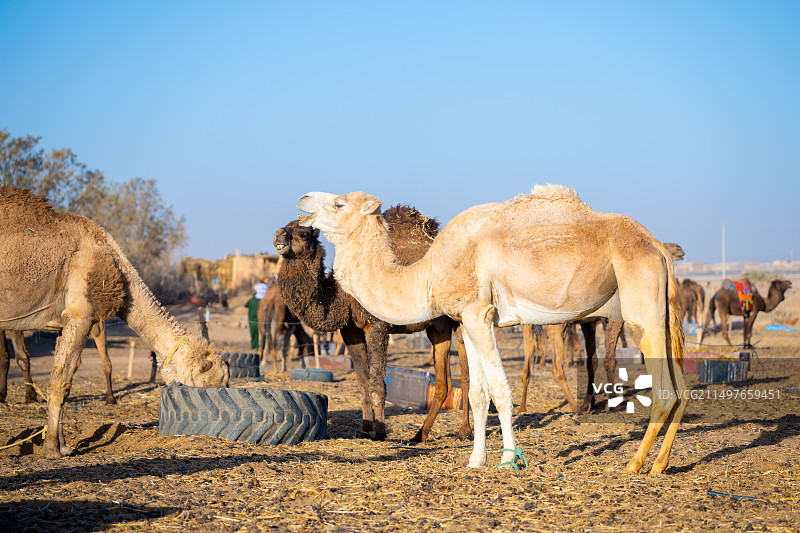 摩洛哥 撒哈拉沙漠 白色骆驼图片素材