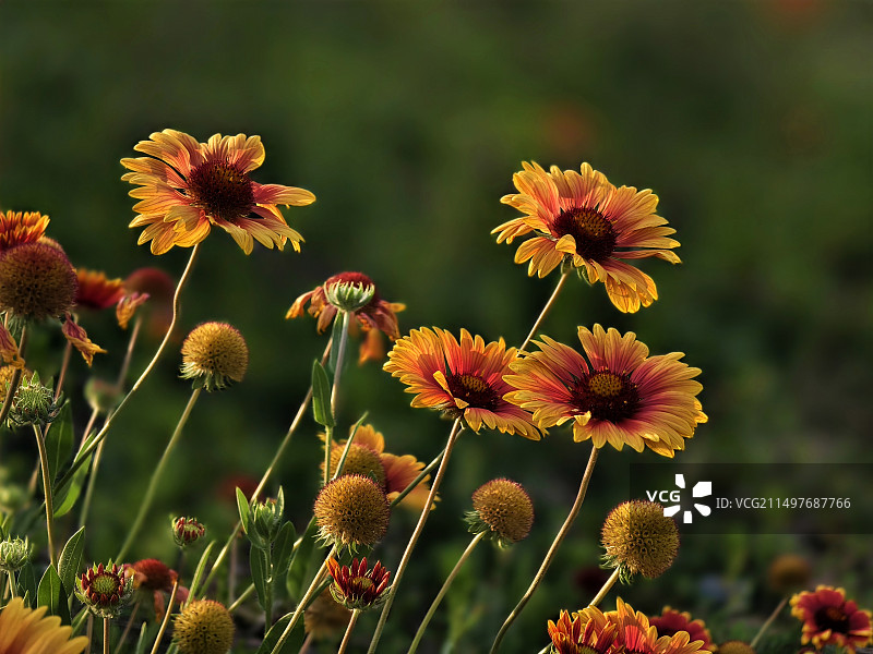 一丛天人菊图片素材