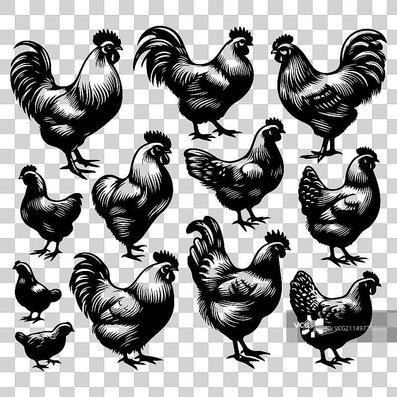 鸡剪影图案合集图片素材