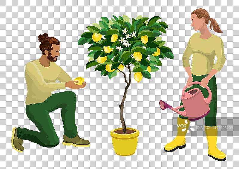 年轻男人和女孩照料室内柠檬树图片素材