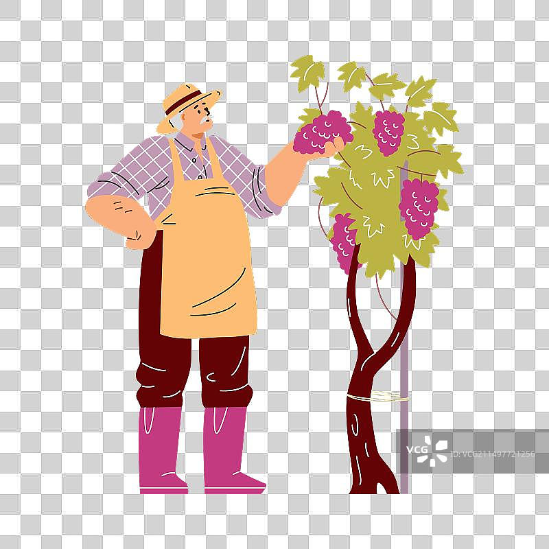 酿酒师检查葡萄图片素材