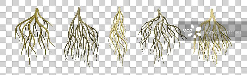 树根具的分枝茎集图片素材