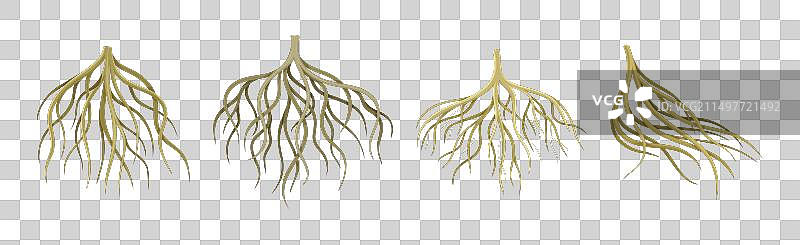 树根具的分枝茎集图片素材