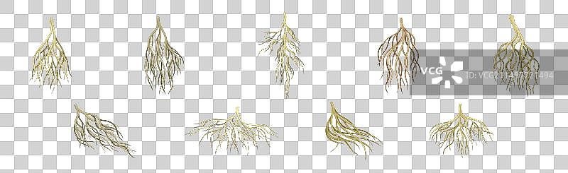 树根具的分枝茎集图片素材