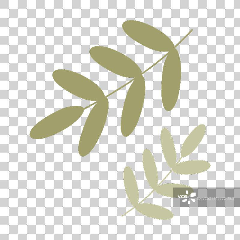 绿色棕榈树枝卡通相思树图片素材