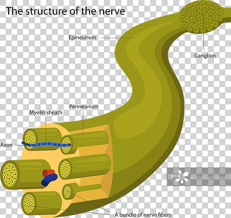 神经组织结构图片素材