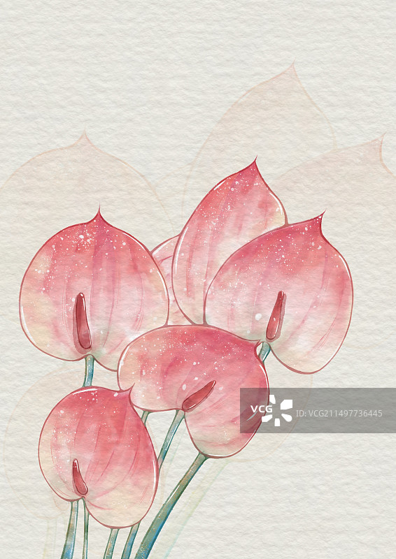 红掌花图片素材