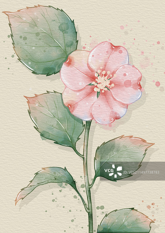花卉图片素材