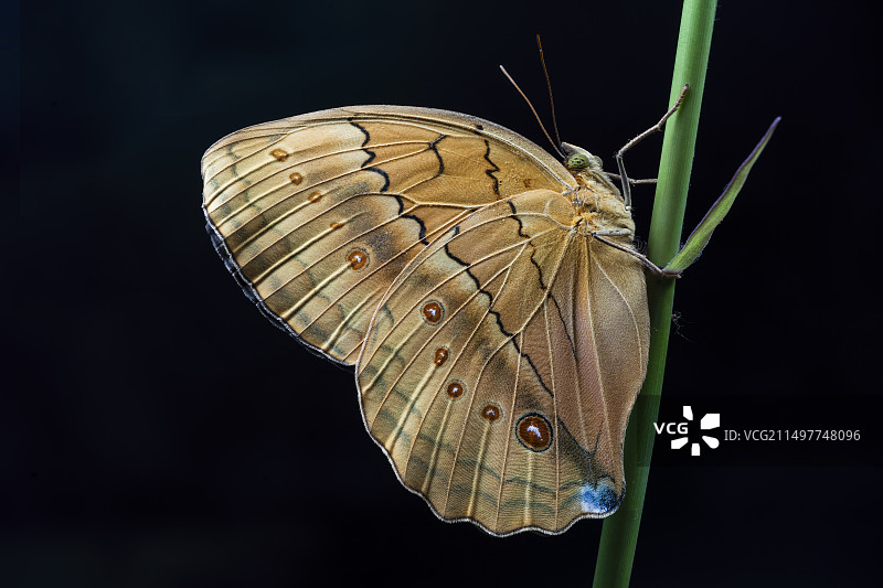 箭环蝶图片素材