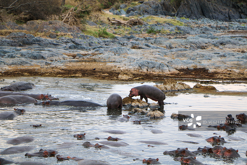 非洲河马图片素材