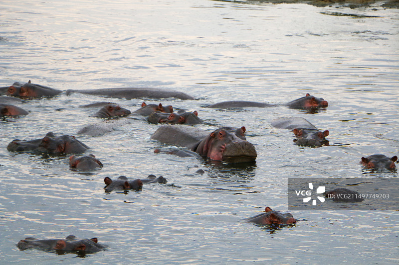 非洲河马图片素材