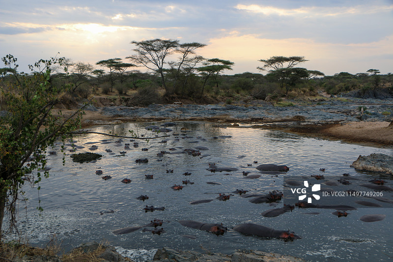 非洲河马图片素材