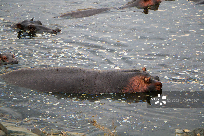 非洲河马图片素材