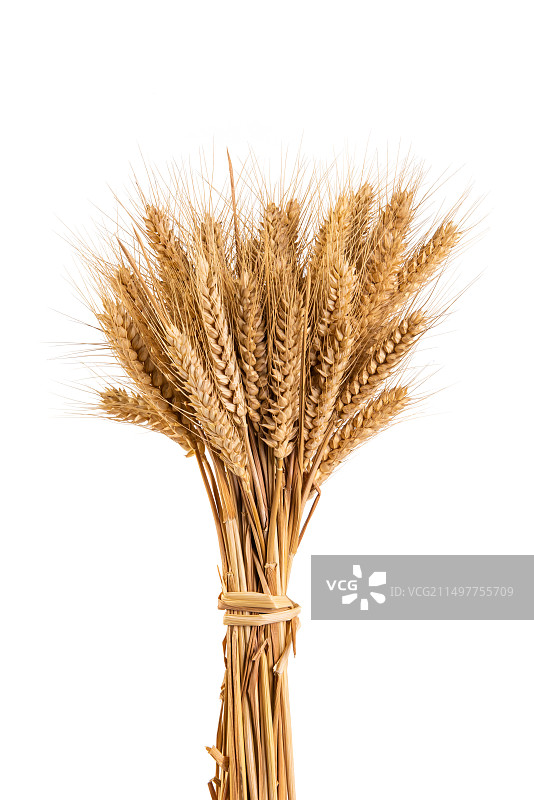 白色背景上的一捆小麦麦穗图片素材