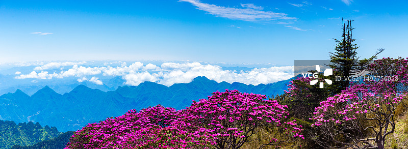 高山杜鹃映云端图片素材