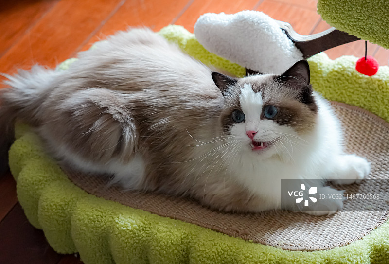 趴在猫抓板上的布偶猫张嘴叫的猫咪布偶猫图片素材