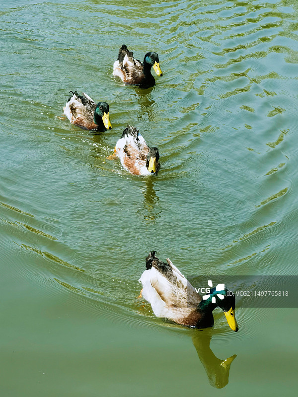 你追我赶图片素材