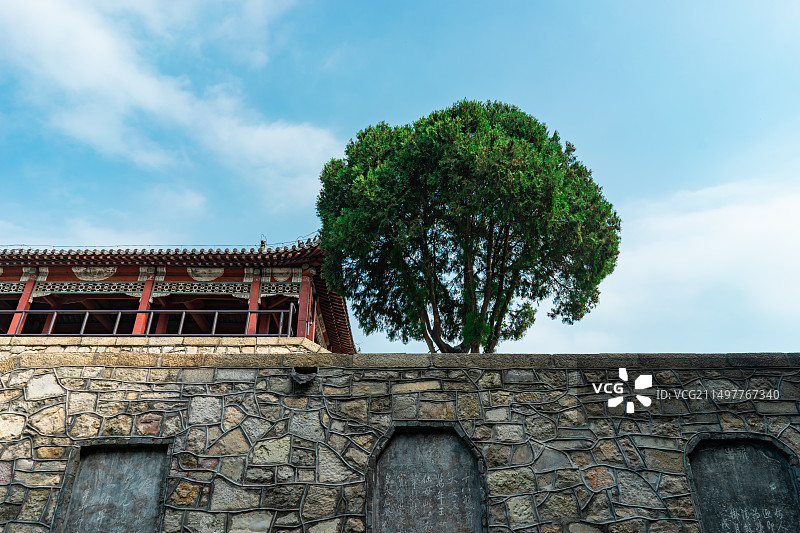 中国山东省泰安市泰山区旅游景区著名景点，古代建筑拍摄主题行宫岱庙，低视角仰拍围墙上的一棵柏树，户外无图片素材