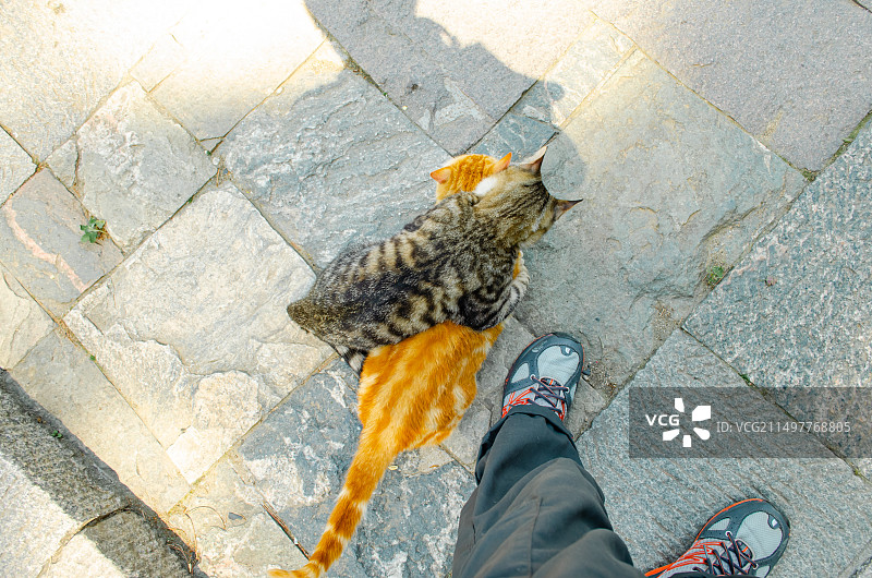 中国非都市风光拍摄主题，山里上趴在人的脚上的橘猫野猫，户外白昼无人图像摄影图片素材