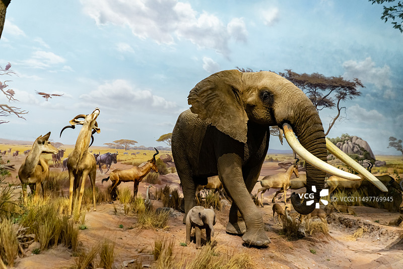 中国野生动物模型拍摄主题，山东济南市博物馆，非洲草原上的大象野猪羚羊等野外动物，室内无人图像摄影图片素材