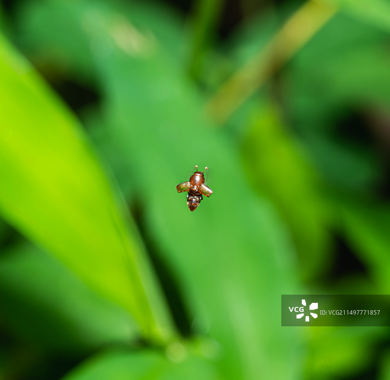 空中飞行的甲虫图片素材