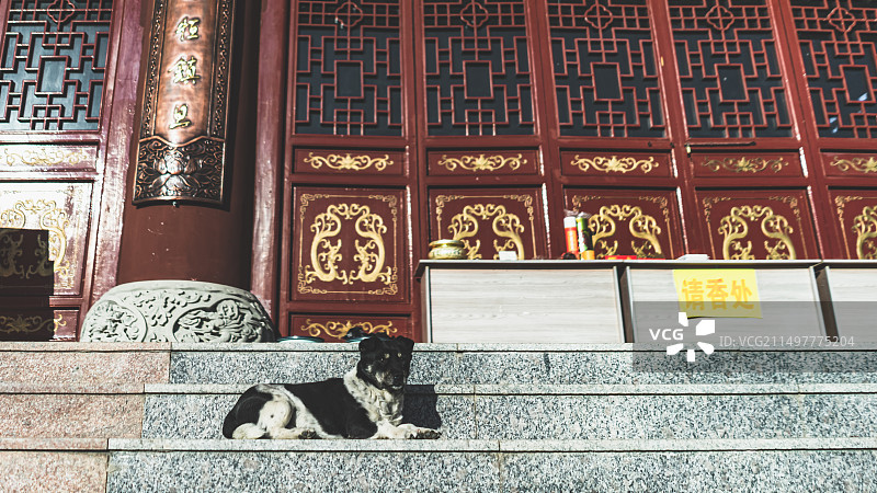 中国乡村生活拍摄主题，山村里的自然环境，寺庙台阶楼梯的中华田园犬土狗，户外白昼无人图像摄影图片素材