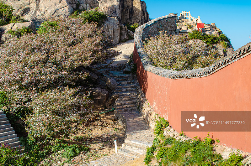中国非都市风光，山东泰安国内著名景点泰山风景区，玉皇顶上红色围墙和满山秋海棠，户外白昼无人图像摄影图片素材