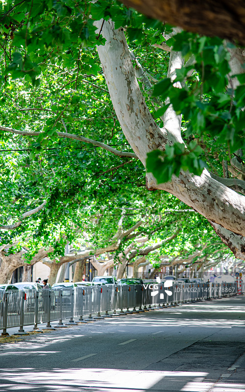 中国城市道路步行道路拍摄主题，延伸的公路马路林荫大道和两侧绿色的法国梧桐树，户外白昼无人图像摄影图片素材
