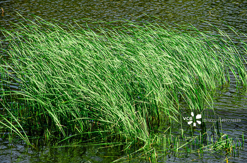 中国野生植物水生植物拍摄主题，湖泊里的绿色的水草芦苇荡一片，户外白昼无人图像摄影图片素材
