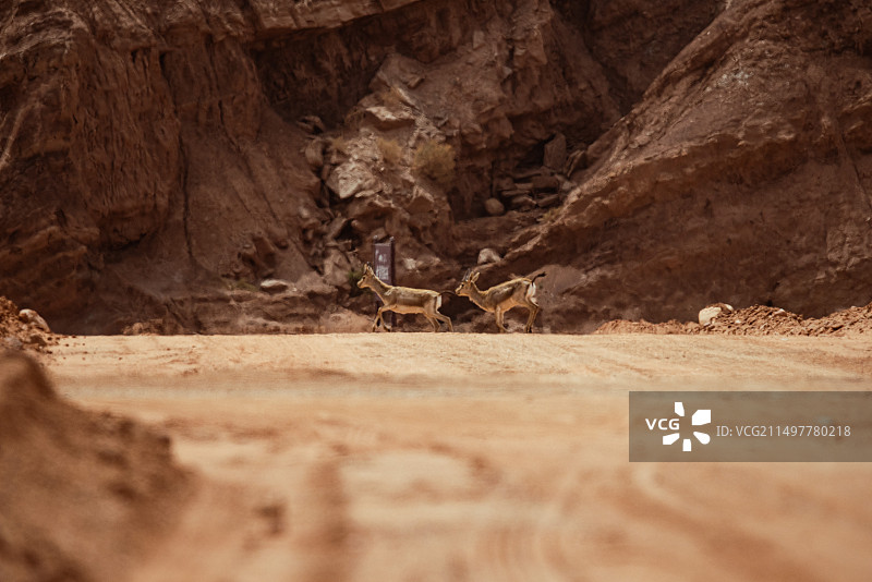 阿克苏荒漠中的羚羊图片素材